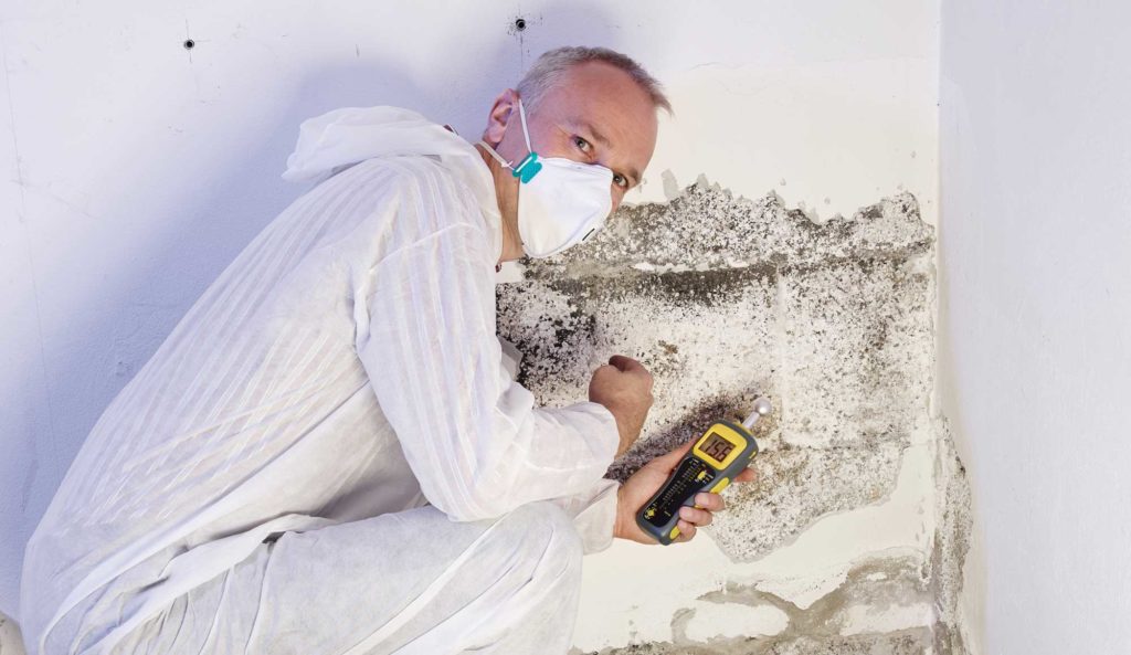 Mold Remediation Services
